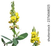 Small photo of Colorful yellow Rattle pods The upper lobe has a slit in the middle of the lobe. Native to Asia, it is a herbaceous plant, a soil fertiliser, and an invasive weed. on white background.