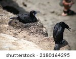 Black Cormorants Nesting On A...