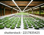 Small photo of Greenhouse shelf with round-shaped holes for garden pots with green leafy plants. Fresh organic leafy greens growing in agricultural greenhouse.