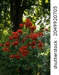 Red Pyracantha Berries With...