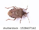 Brown Marmorated Stink Bug...