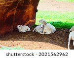 Small photo of Lamb and her lambkin resting in shade