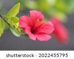 Hibiscus Rosa Sinensis Is A...
