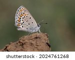 Small photo of Wing underside view of an Eastern Brown Argus (Plebejus carmon) butterfly.