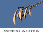 A cluster of dry seedpods of a trumpet vine (Campsis radicans) in December