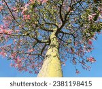 Small photo of A pink flowering floss silk tree (Ceiba speciosa), is a deciduous tree native to the tropical and subtropical forests of South America.