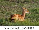 Springbok Thompson's Gazelle...