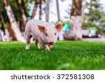 Small Cute Pigs Walking On Grass