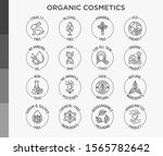 organic cosmetics set of thin... | Shutterstock .eps vector #1565782642
