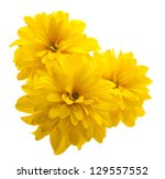 Yellow Flower Isolated On White