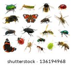  set of insects on white