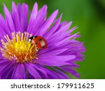Ladybug And Flower On A Green...