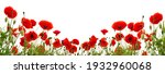 Red Poppies Isolated On White...
