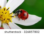 Ladybug And Flower On A Green...