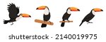 Set of lovely toucans from different angles on white background. Vector beautiful characters toucans in cartoon style.