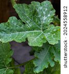 Small photo of Diseased squash leaf with powdered milder spots