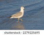 Ring-billed gull walking in the surf
