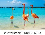 Pink Flamingo On The Beach From ...