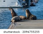 Sealions Lounge On The Docks In ...