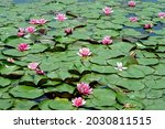 Small photo of The water lily (Nymphomania nonchalant) is the national flower of Bangladesh. Nymphomania nonchalant is considered a medicinal plant in Indian Ayurveda medicine under the name ambal.