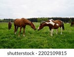 Small photo of beautiful stallions (a skewbald and a chestnut one) grazing on the green meadows in the Bavarian village Birkach, Bavaria, Germany