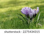 Close-up of a small group of purple-white striped spring crocuses in a sunlit lawn, copy space