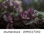 Small photo of OKie Easter Bunnie Pinkish violets flowers