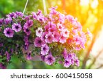 Purple Petunia Flowers In The...