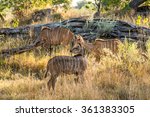 Female Greater Kudu Grazing In...