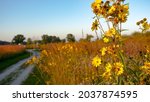 A field of flowers on the bike path at Illinois Beach State Park, Zion, Lake County, Illinois. Land of the Kiikaapoi, Peoria, Bodewadmiakiwen, Myaamia, Waazija, Ochethi Sakowin