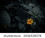 wedelia  free images stock photos yellow flowers.How to edit photo in Lightroom.How to make dark background in photos.Lightroom Photo editing presets free download.