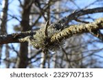 Small photo of Gray-green leafy foliose and shrubby fruticose lichen growing on an apple tree branch