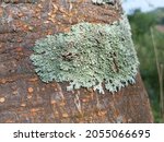 Small photo of Growing Foliose lichen on wooden wall (one of a variety of lichens, which are complex organisms that arise from the symbiotic relationship between fungi and a photosynthetic partner)