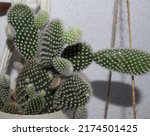 Photograph Of Cactus Plants...