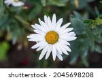 White flower chamomile closeup...