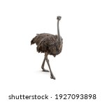 Cute Ostrich Isolated On White...