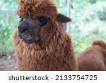 The Brown Alpaca Is Chewing Its ...