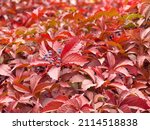 Autumn Red Leaves In Garden....