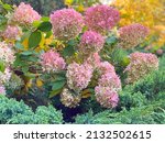 Hydrangea Flowers Bush In The...