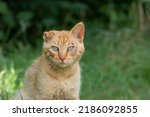 Small photo of A young stray cat with a broken ear and a wound near the eye against the background of green bushes. Portrait of a homeless unfortunate cat with one ear.