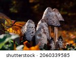 Mushrooms In The Autumn Forest. ...