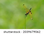 Small photo of Rhyothemis phylis Commonly found dragonflies. The black yellow color on the wings is very attractive. Live in groups, often found around the waters.