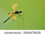 Small photo of Rhhyothemis phylis with sunsine in the morning