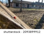 Red Ladybug On Top Of A Wooden...