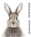 Photo of a gray bunny on a...