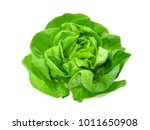 Green butter lettuce vegetable...