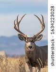 Small photo of Mule Deer Buck in Fall in Colorado