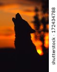 Wolf Howling In Sunrise