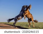 Wild Horse Stallions Fighting in the Pryor Mountains in Summer
