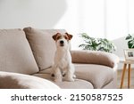 Small photo of Wire Haired Jack Russell Terrier puppy on the beige textile couch looking at the camera. Small rough coated doggy with funny fur stains sitting on the sofa at home. Close up, copy space, background